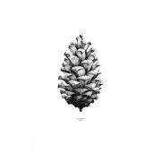 Paper Collective 1:1 Pine Cone juliste valkoinen, 50x70 cm