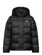 Down Jacket Elo Toppatakki Black Adidas Originals